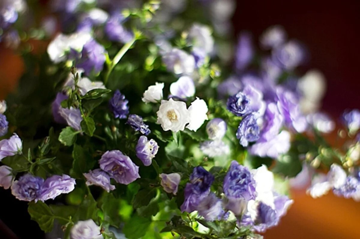    Цены на цветы взлетели в Хабаровске к 8 Марта