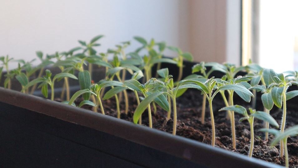 Натуральная подкормка для рассады от которой растения укрепляются на глазах.