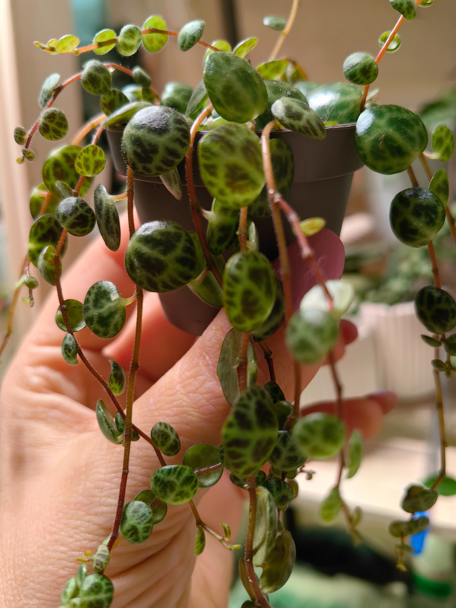 Пеперомия Прострата ( новинка в моей коллекции)