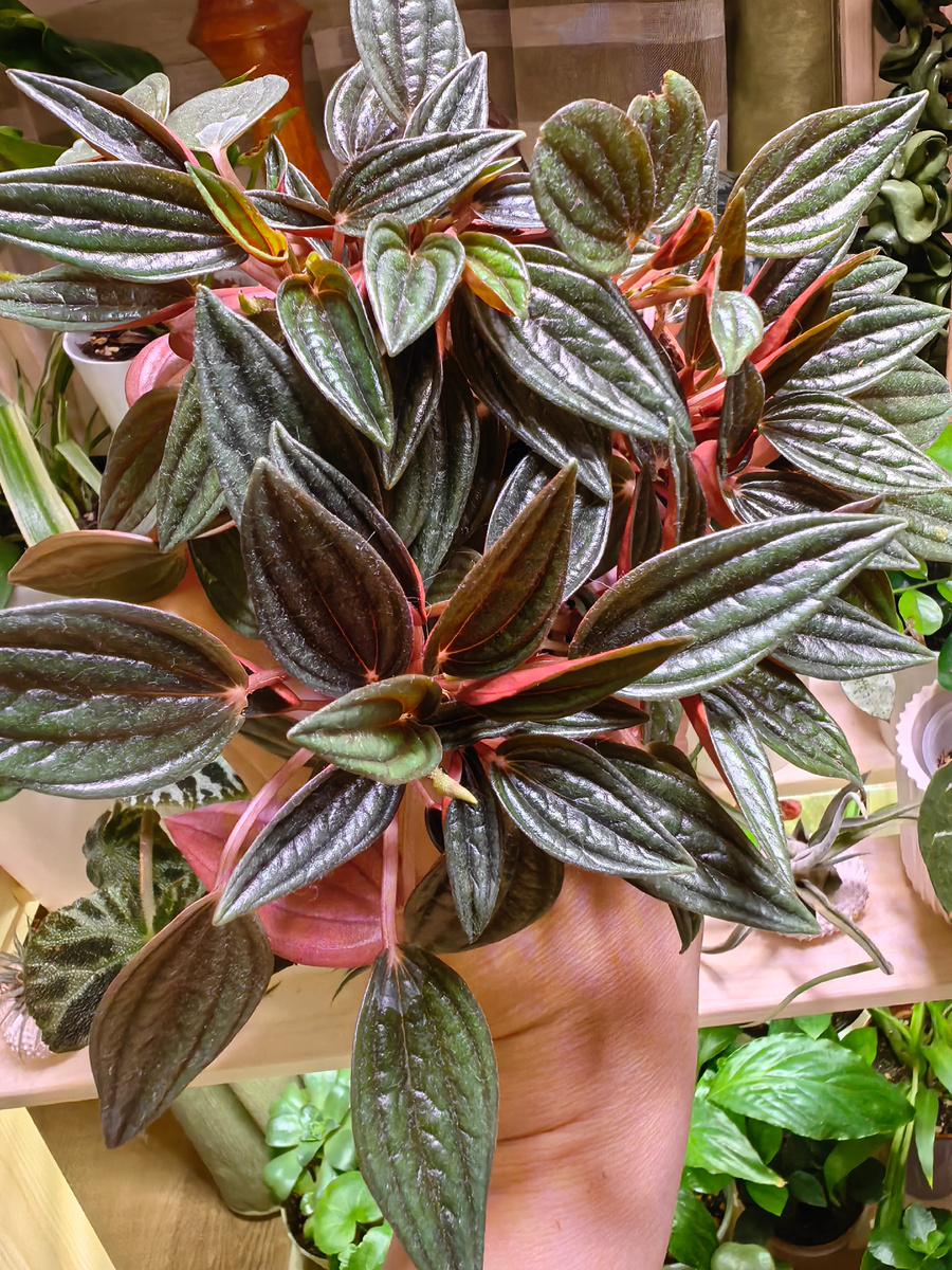 Пеперомия Россо(фото из моей коллекции)