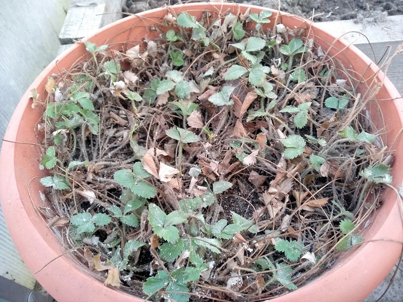Лесная земляника после зимы в кашпо