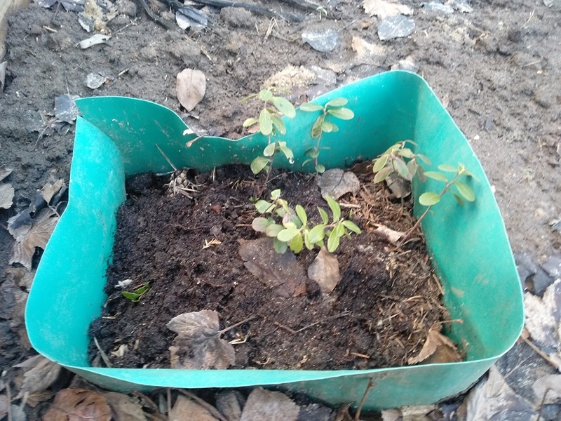 Делянка с брусникой, Март 2025. Подмосковье