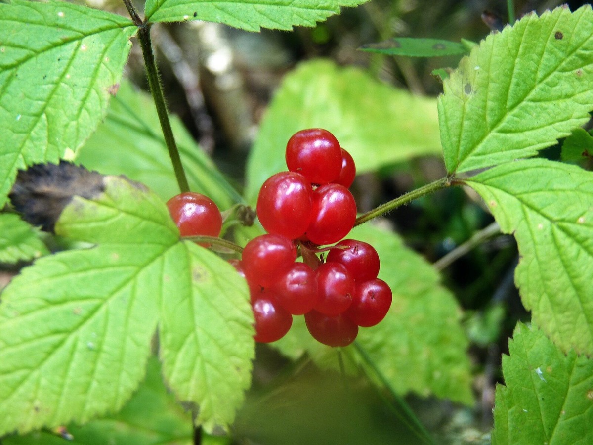 Вот такая она, костяника.