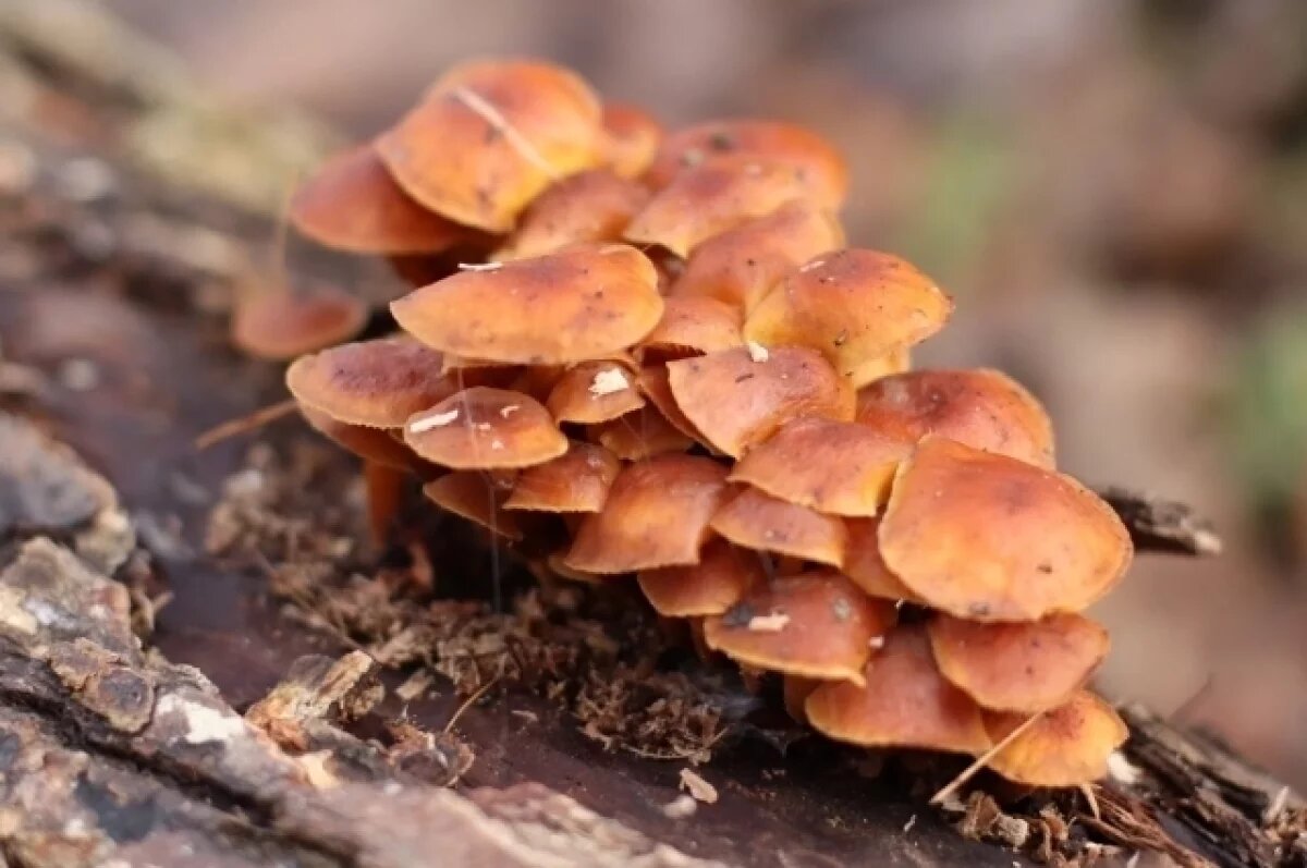    В марте в Твери растут съедобные грибы