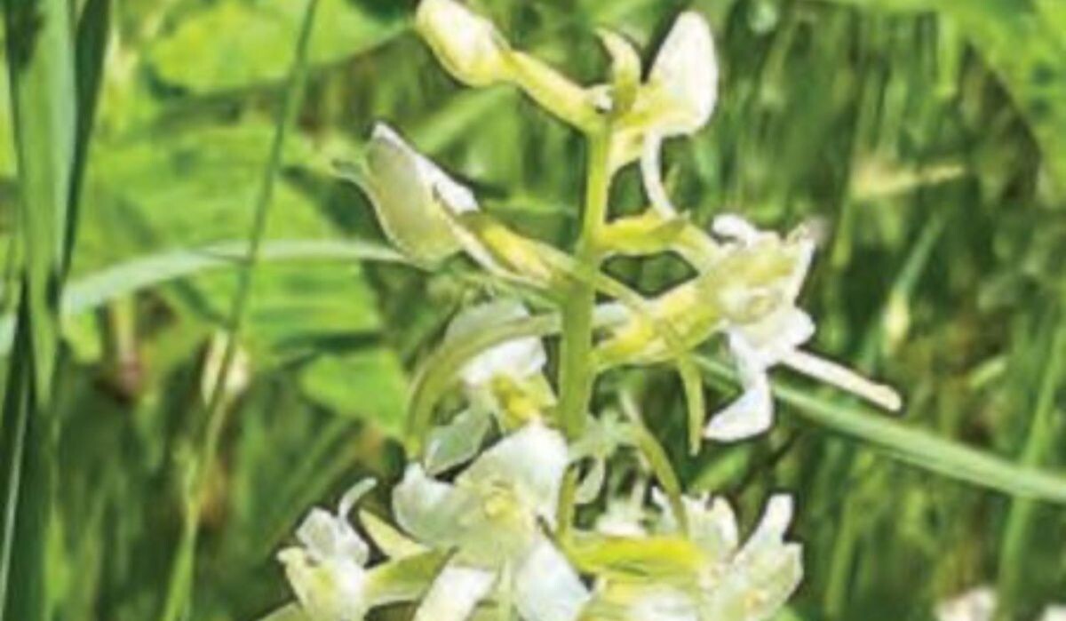     Дикие орхидеи. Источник: mos.ru Автор фото: Пресс-служба Мэра и Правительства Москвы