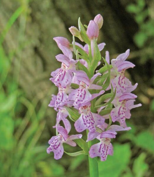    В Москве вновь зацвели редкие дикие орхидеи