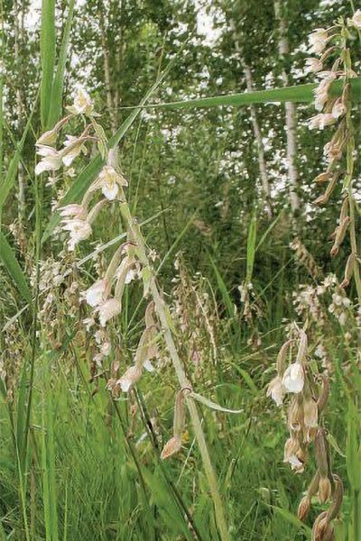    В Москве вновь зацвели редкие дикие орхидеи