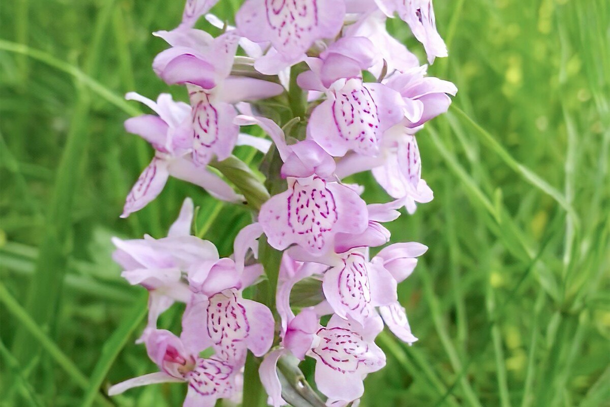    В Москве вновь зацвели редкие дикие орхидеи