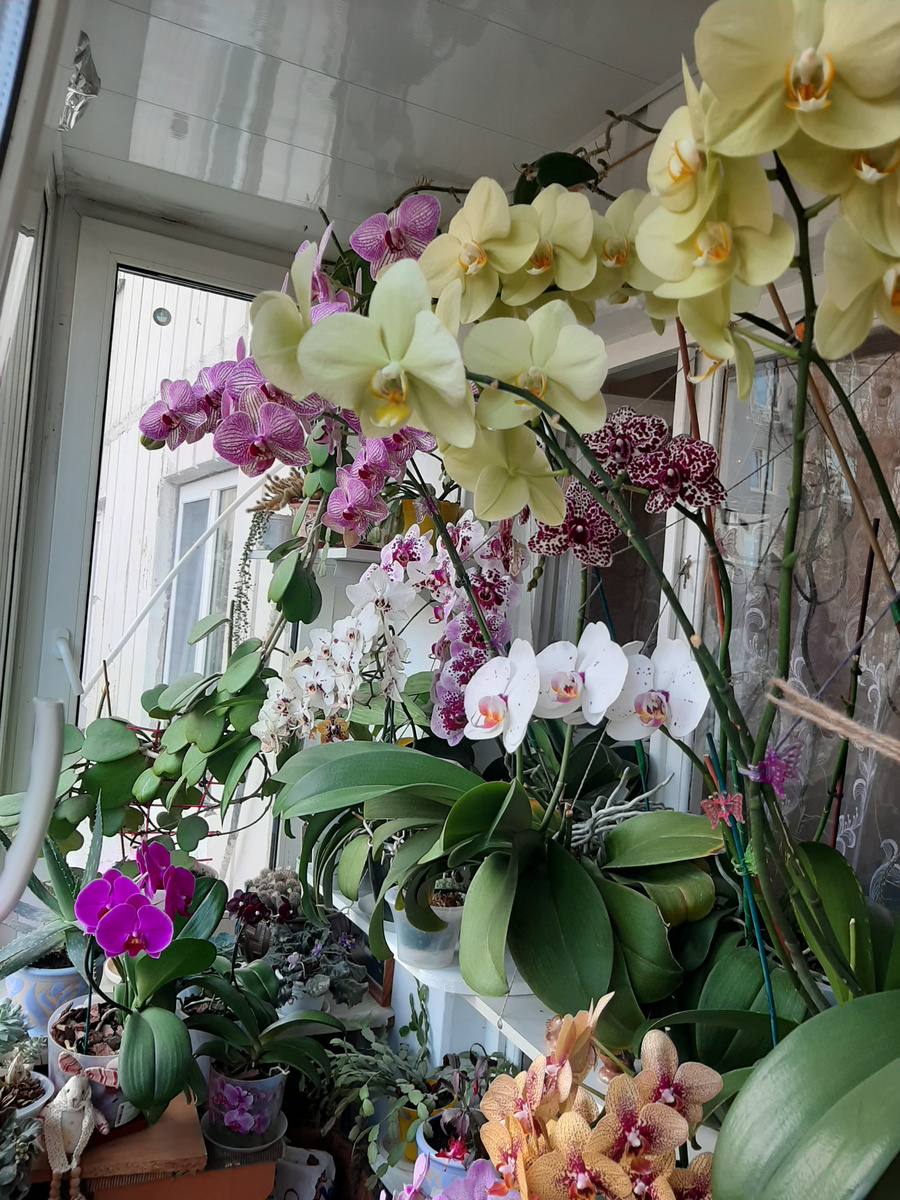 Фотографии с моего балкона 