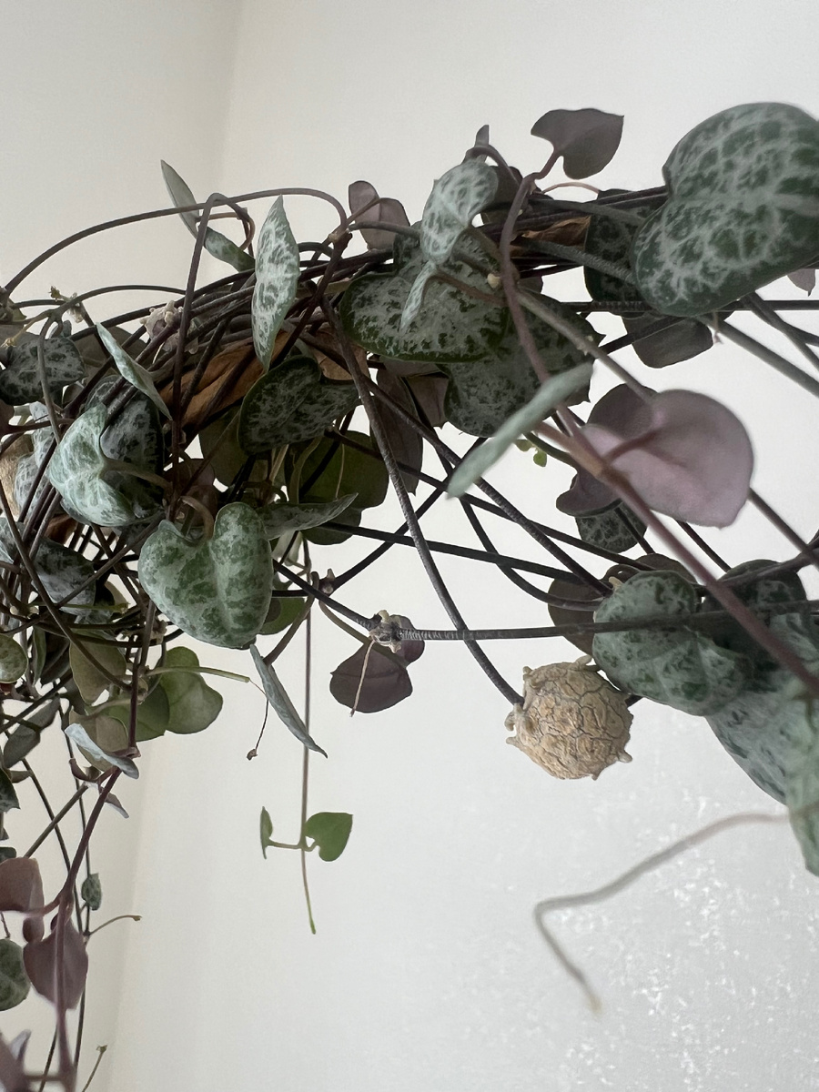 Воздушные клубни Церопегии