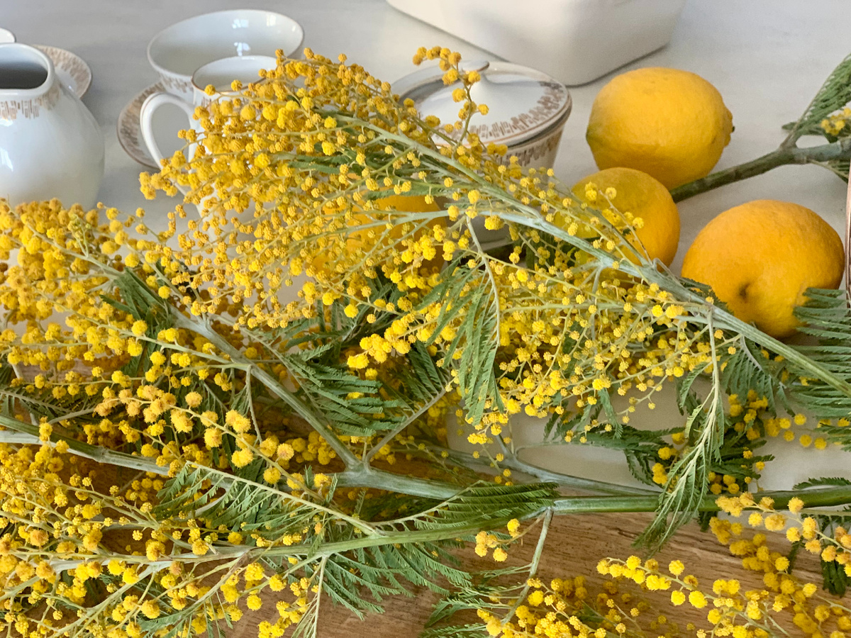 Мимоза - символ весны в России и Италии. Фото автора канала