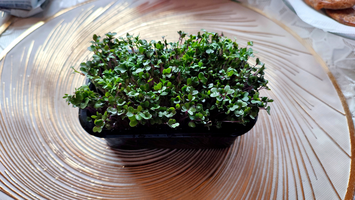 Остались не съеденными, не успела. Микрозелень😔