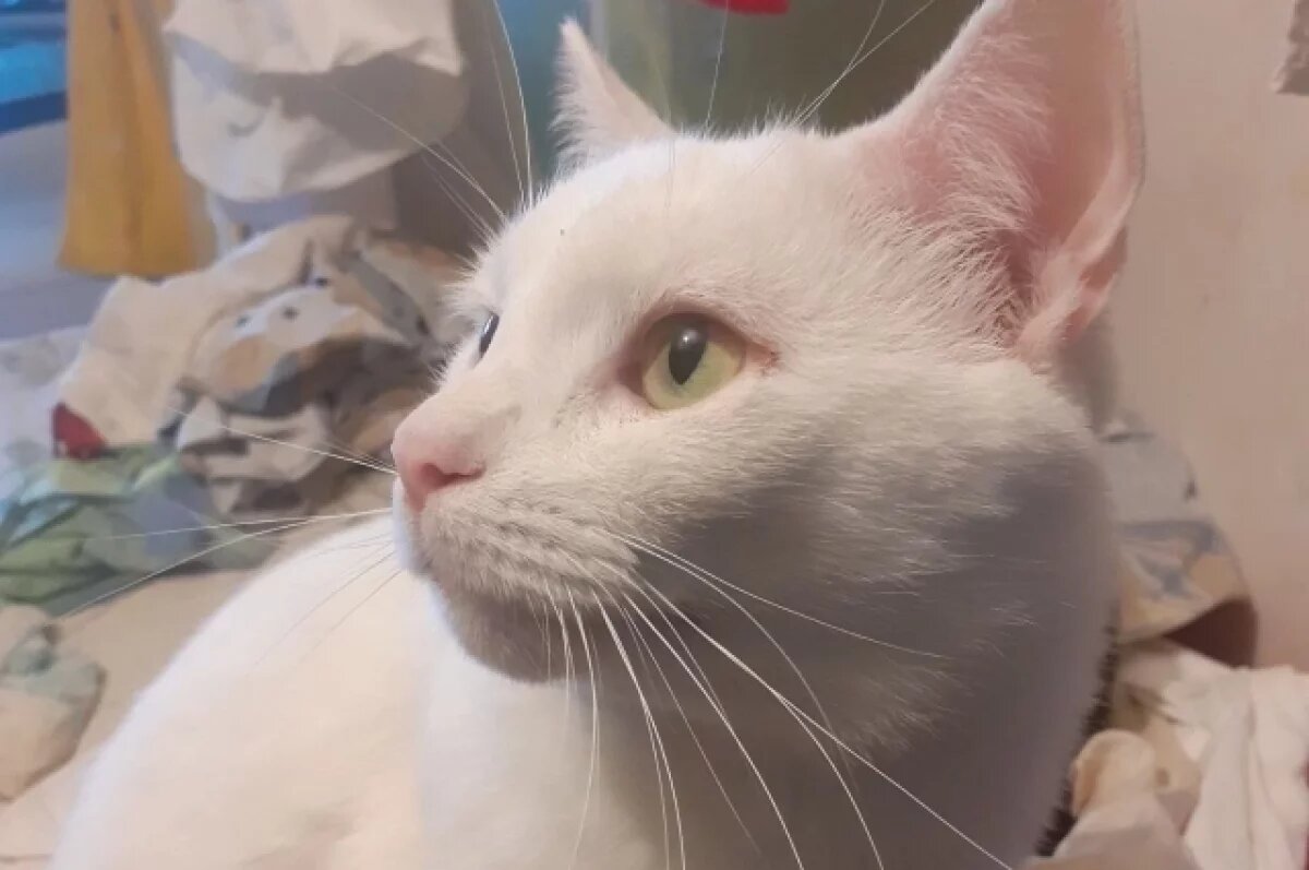    Ветеринар раскрыла тюменцам особенности вакцинации кошек