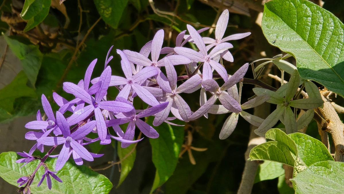 Петрея. ОАЭ. Январь