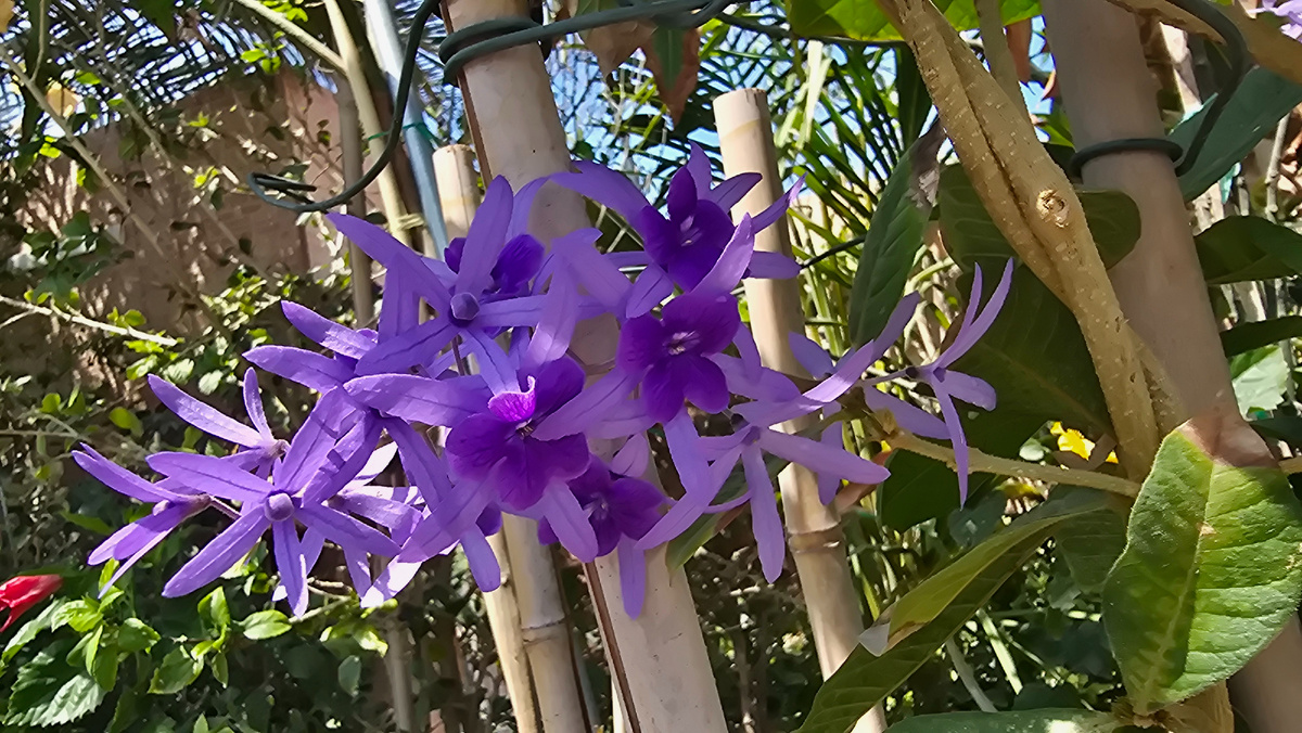 Петрея. ОАЭ. Март