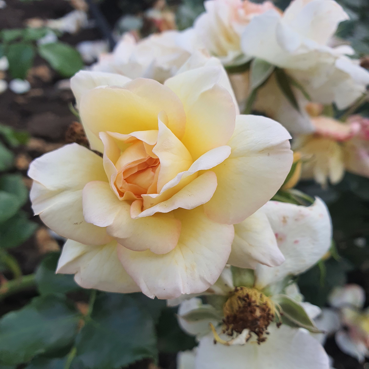 Розы Кисловодского парка