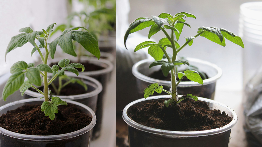 Рассада помидор