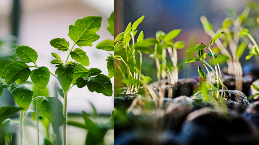 Это относится ко всей рассаде, также и перца и так далее.