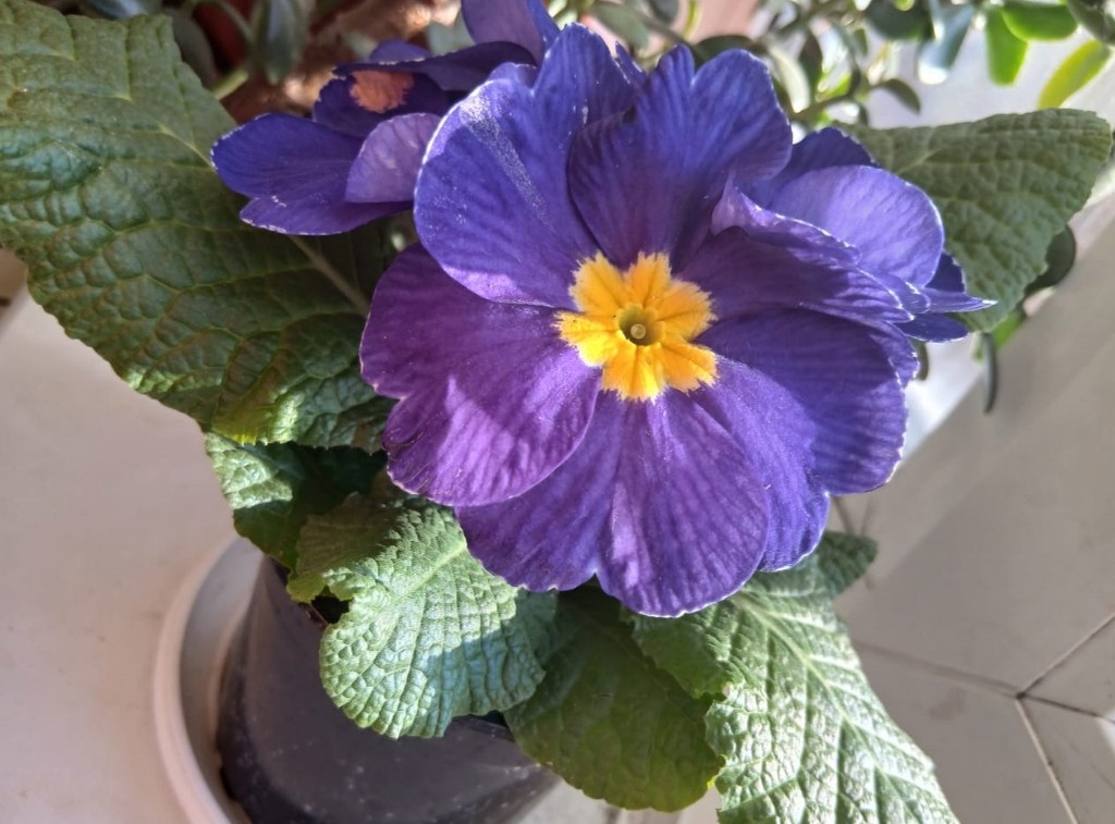 Поздравляю милых дам моего канала с праздником! 