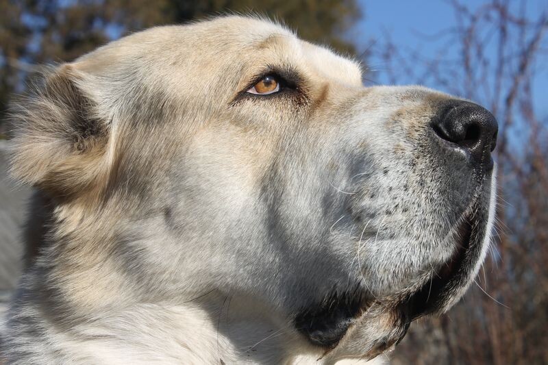 Зара весну высматривает...