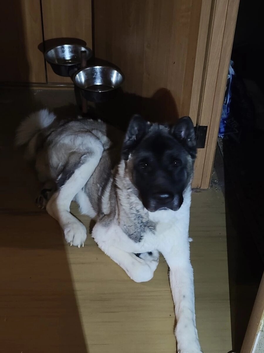 У Бони умер хозяин