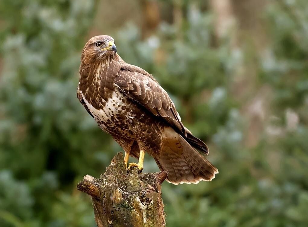 Сарыч. Фото взято из открытого источника Яндекс Картинки.