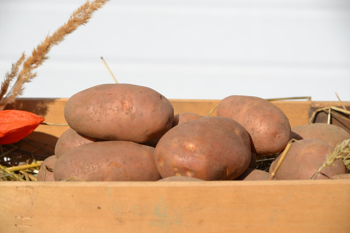 Ред Скарлет КФХ Филинков Думиничи kartof40.ru