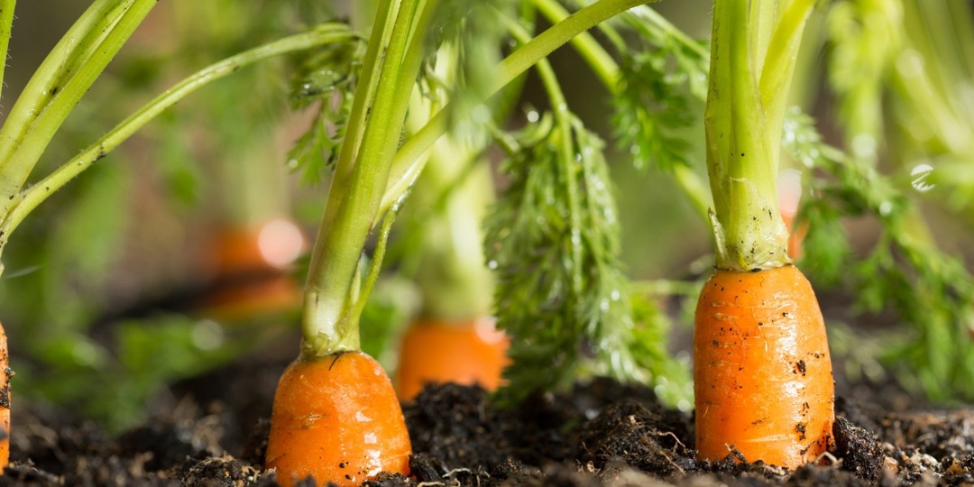 Выращивание моркови шаг за шагом. С помощью этих советов вы получите здоровый и обильный урожай