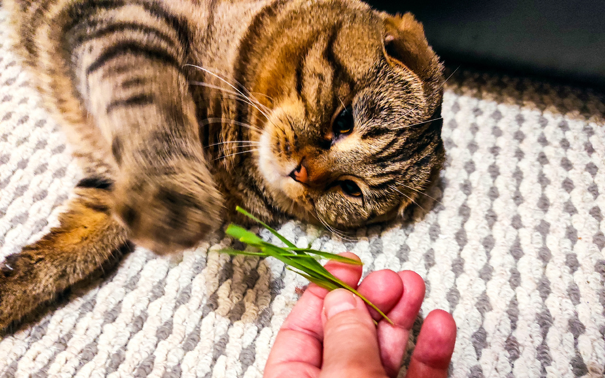 Дарите правильные букеты: пшенично-овсовые