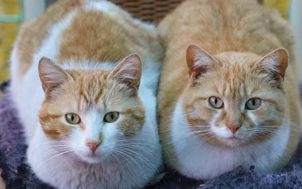 Попробуйте определить, где тут кошка и кот. 