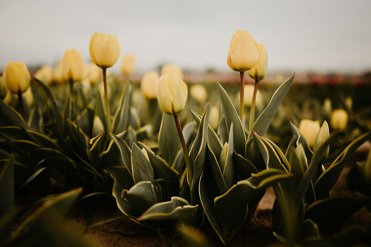     Секрет роскошных тюльпанов раскрыт: дрожжевая подкормка ранней весной