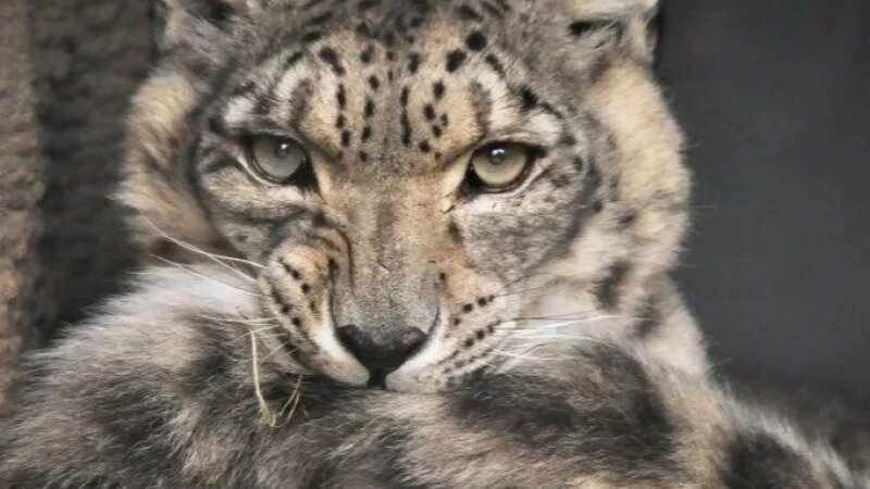     Барсы с хвостом в пасти. Сайлюгемский национальный парк