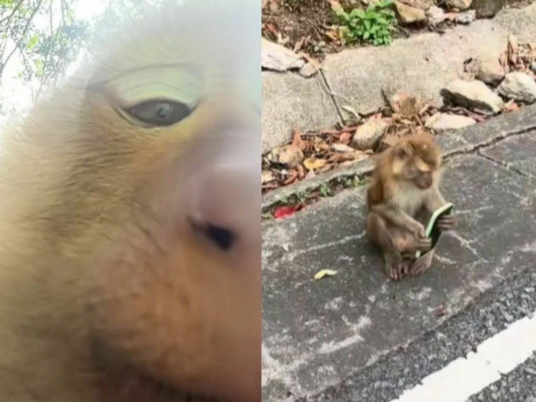 Источник: thethaiger.com