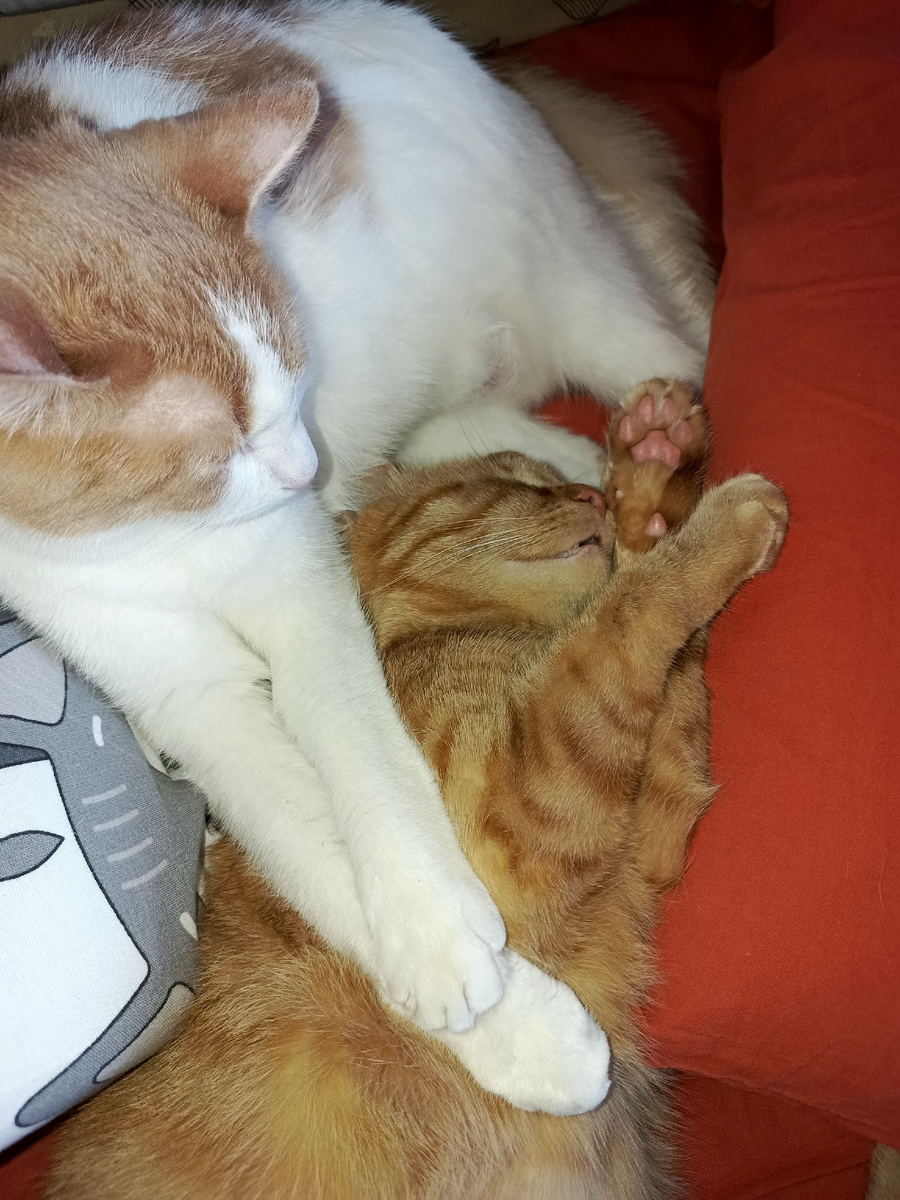 Вика и мяка