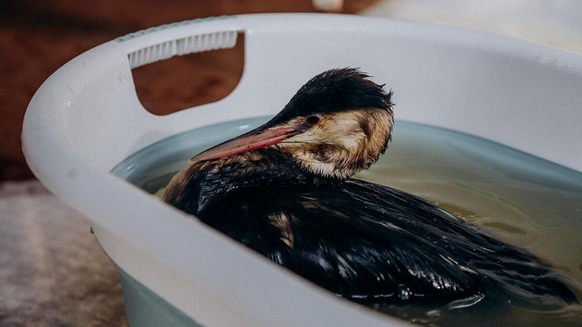    Фото: телеканал «Краснодар»