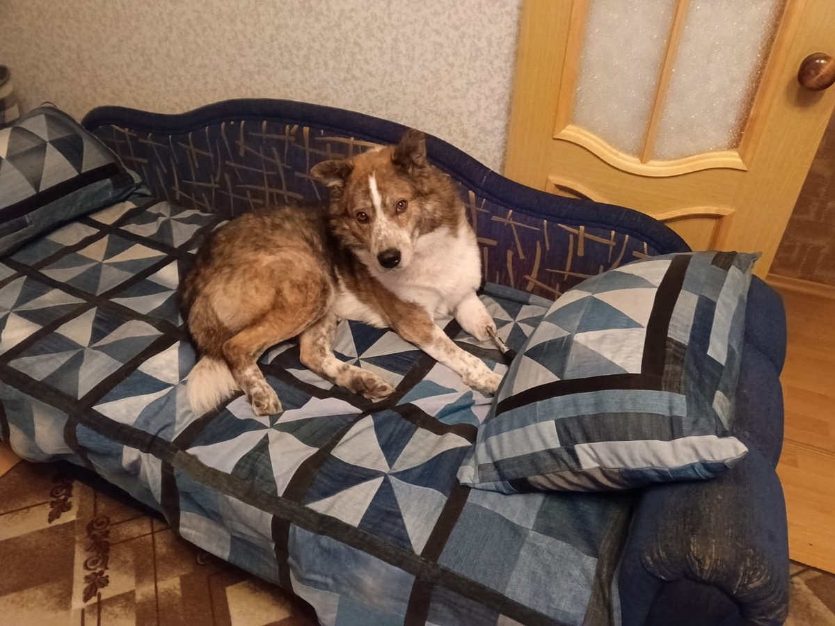 Дома на любимом диване