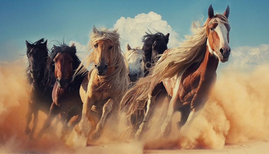 Табун лошадей