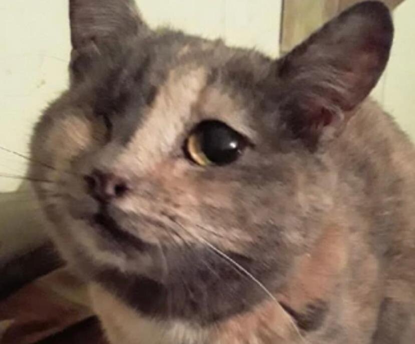 Милая и ласковая Одди