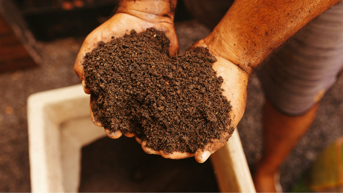 Почва для молочая Тирукалли