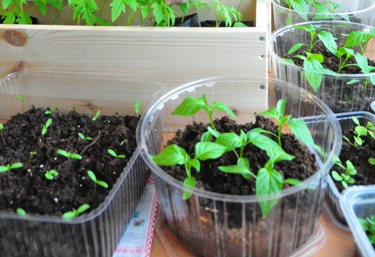    Кроме овощей хозяйка посеет на рассаду цветы