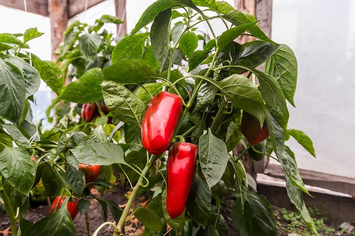    Фото Андрея Заржецкого