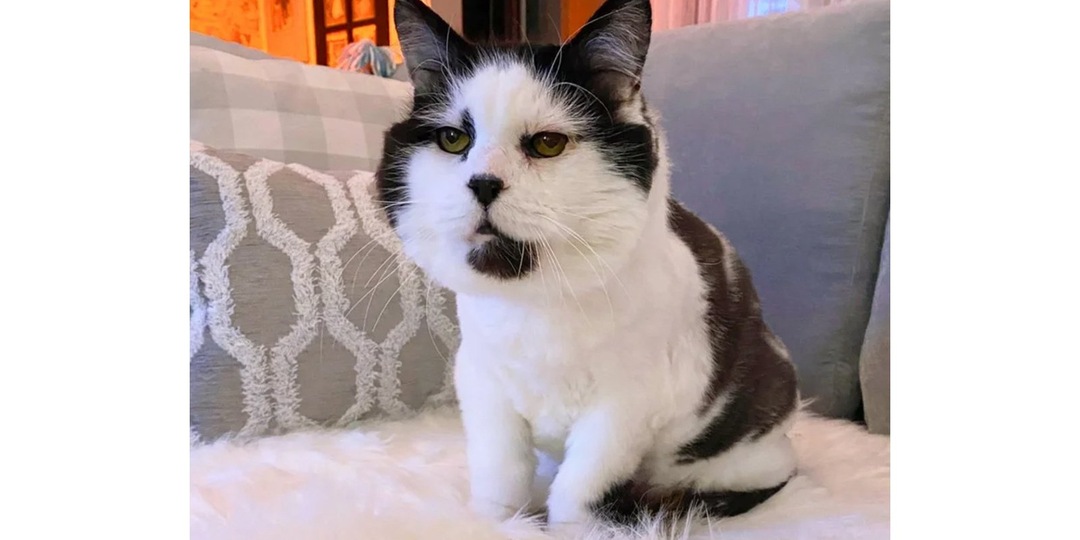 Бывший уличный кот стал наставником для осиротевших котят