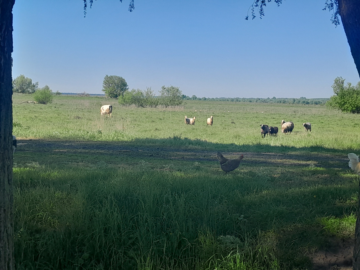 Вид луга от нашего дома 