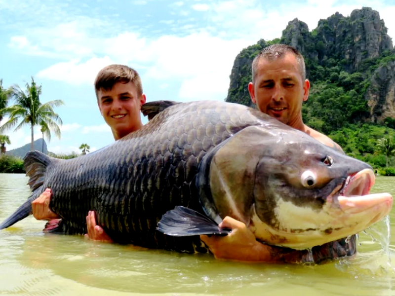 В тропиках гиганты и сейчас не редкость