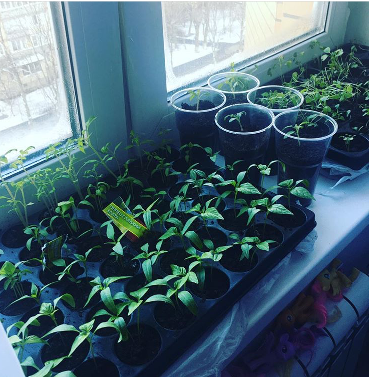 На современных подоконниках можно без труда уместить все саженцы