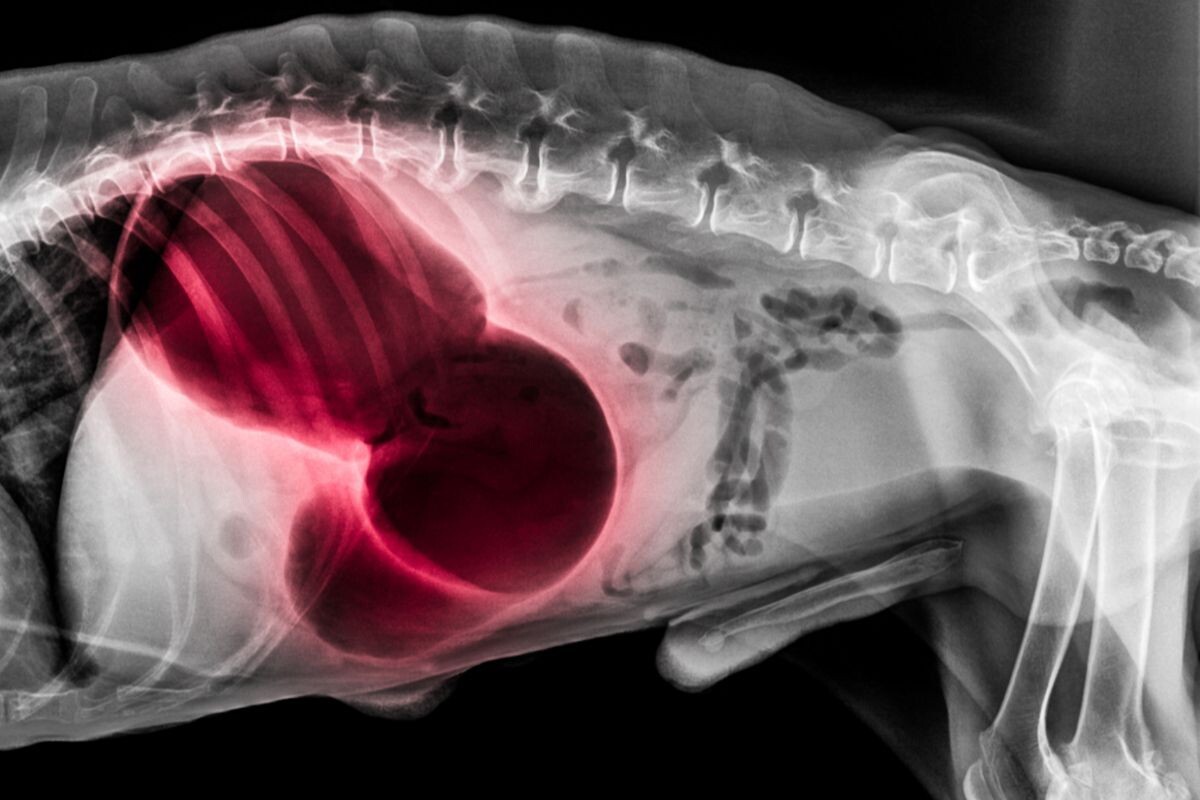 Рентгенограмма собаки в боковой проекции, красное выделение при завороте желудка с дилатацией — скручивание желудка...