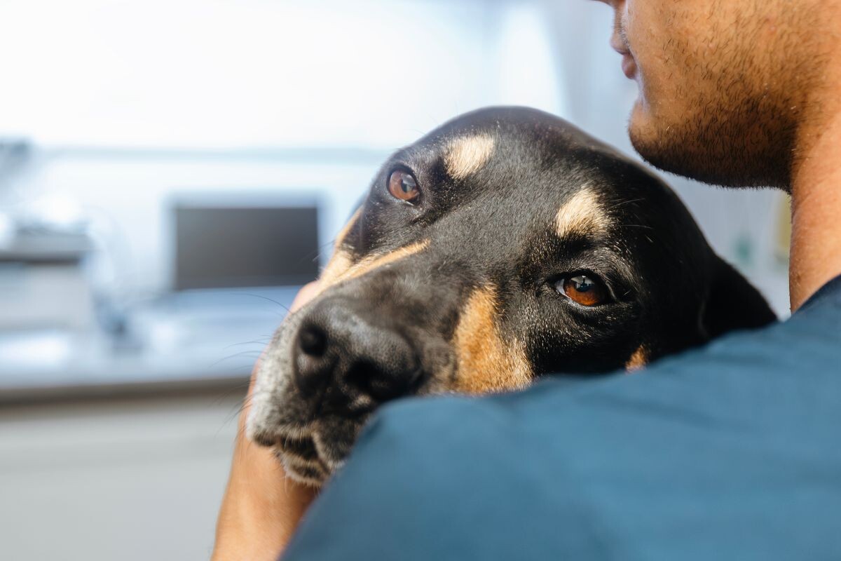 Заворот желудка у собаки