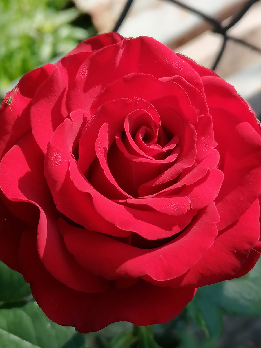 Это вам! Сама вырастила.