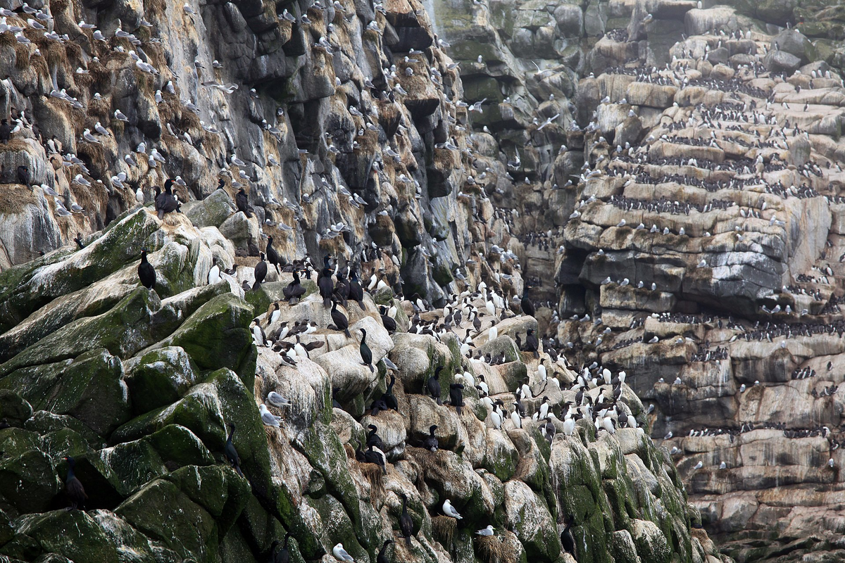 Птичий базар на Командорских островах