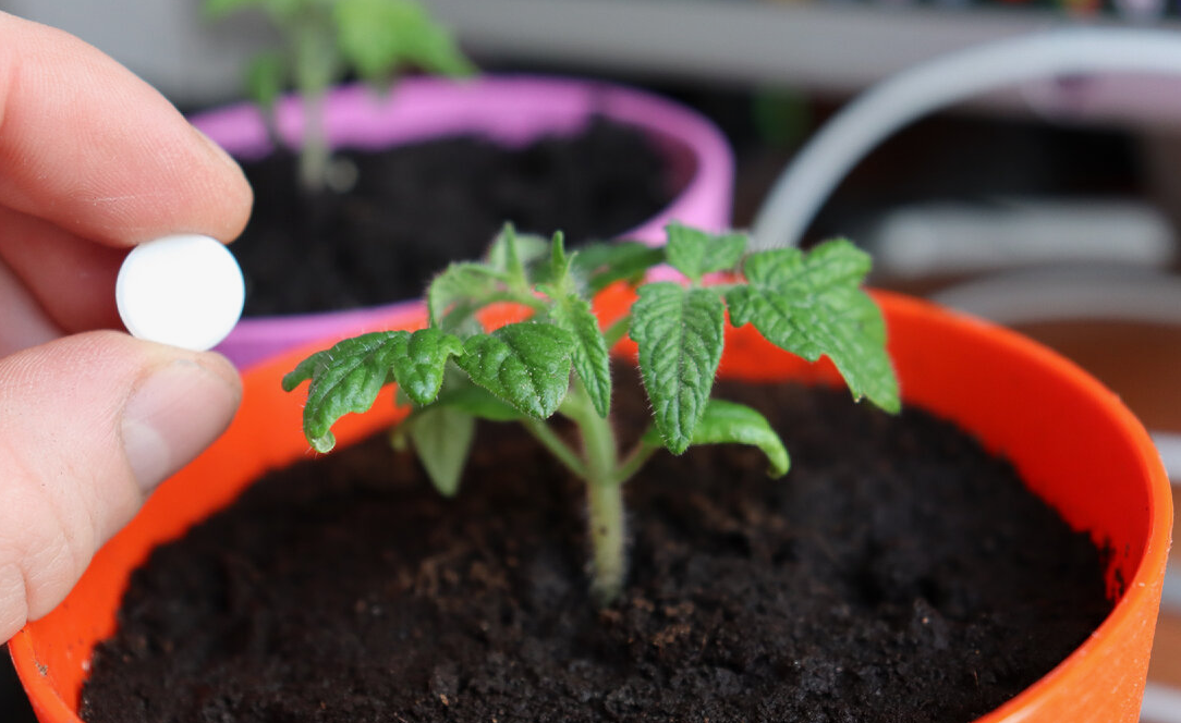 Подкормка рассады